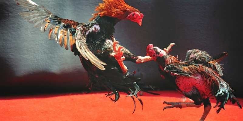 Biết sơ qua về ngữ nghĩa trong những thể loại nổi bật&nbsp;