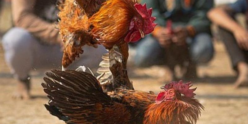 Hiểu rõ hơn về thuật ngữ đá gà tại nhà cái&nbsp;